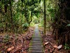 Malajsie - cesta džunglí NP Bako (Dreamstime)